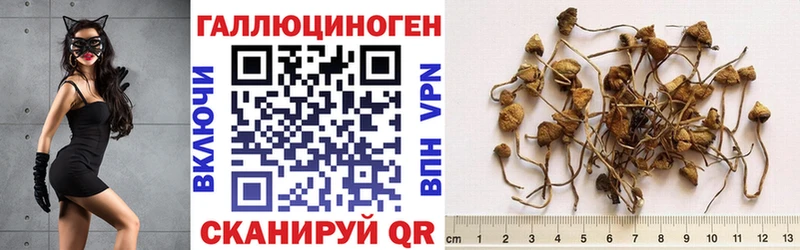 как найти закладки  Воронеж  Псилоцибиновые грибы мухоморы 